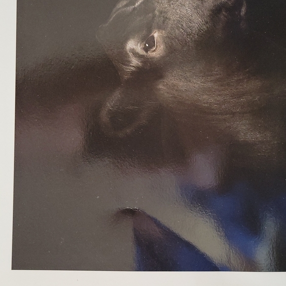 Purina Promotional  2 Photograph COW CALF Prints 12" x 12" - Picture 5 of 6